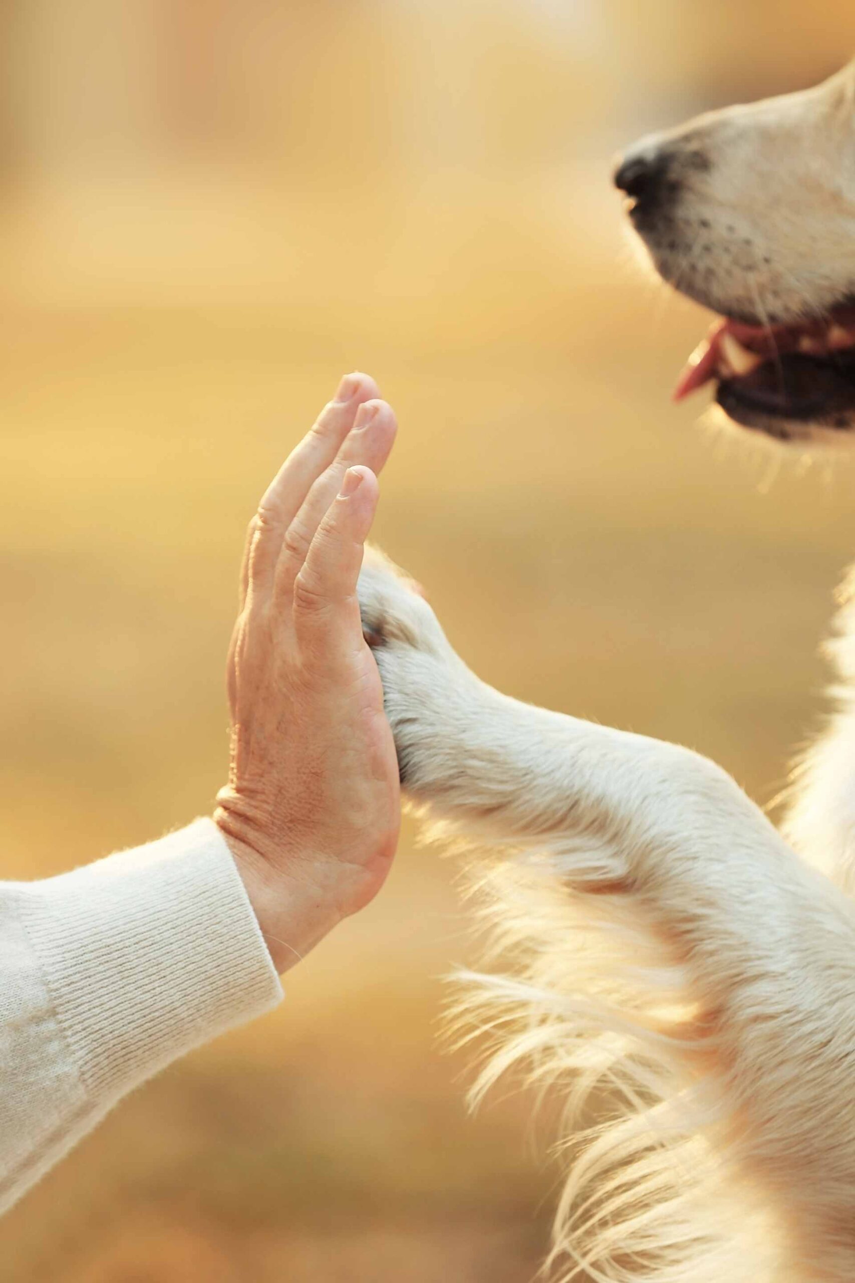 okmale hand dog paw blurred background friendship concept