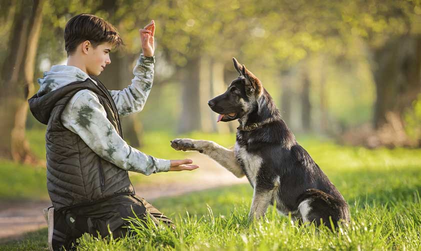 servicios 0003 boy with dog walks park sunny spring evening sits grass dog obeys order give paw friendship man animal he